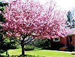 18 Old Mill Park - Flowering Tree in Front Yard