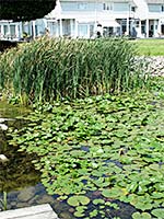 31 Keegan Pkwy Unit 2 - Water Lilies and Bullrushes