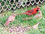 58 Gavey Street - Cardinals