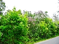 216 Old Orchard Road - Lilacs In Bloom