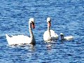 2 South Front St. 704 - Swans