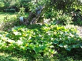 6 Ryerson Street - Vegetable Garden