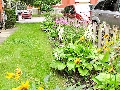 143 Ann Street - Lovely Perennial Garden