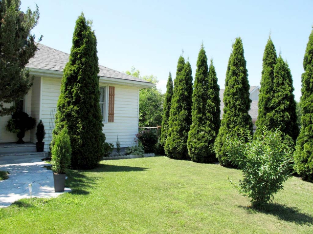 190 Lingham Street - Privacy Hedge