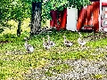 297 Zion Road - Geese