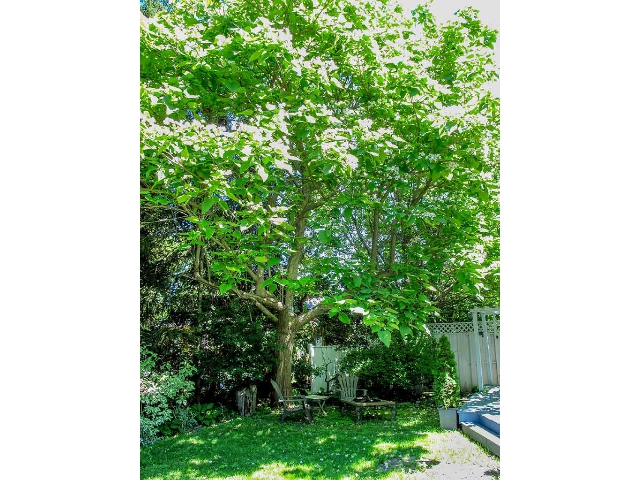 6 Ryerson Street - Under The Catalpa Tree