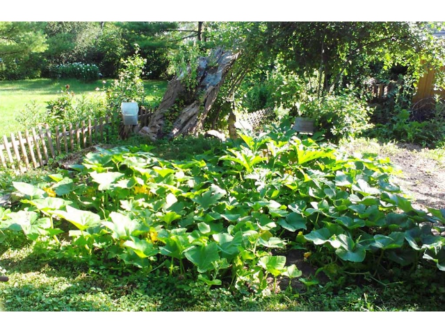 6 Ryerson Street - Vegetable Garden