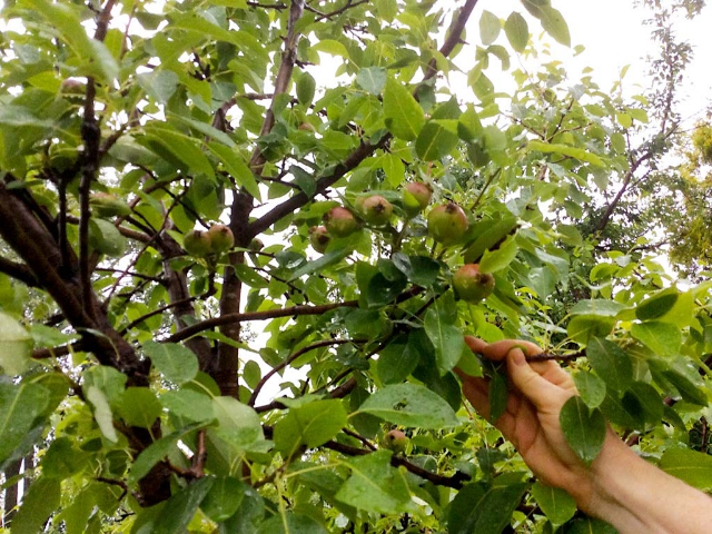 782 Highway 49 - Fruit Tree